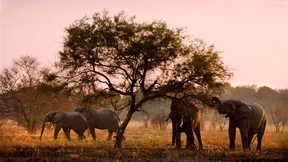 Wieder Elfenbein in den Hotelboutiquen