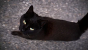 Arzt in England dringend gesucht