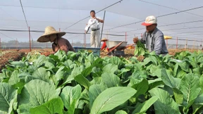 Singapur ringt um die Nahrung der Zukunft
