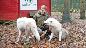 Was treibt einen Wolf in die Stadt?