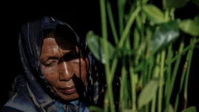 Mit Mangroven gegen die steigenden Fluten