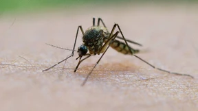 Von einer Mückenplage ist Deutschland noch weit entfernt