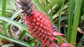 Wie die Ananas wieder zum Luxusobjekt werden könnte