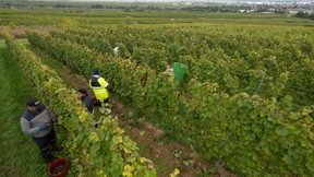 Schöne neue Weinwelt