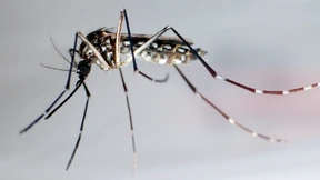 WHO warnt vor Chikungunya-Virus