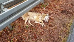 Wolf im Süden von Frankfurt totgefahren?