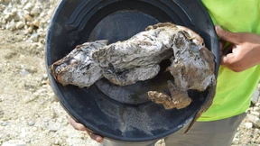 Wolfswelpe aus einer anderen Zeit