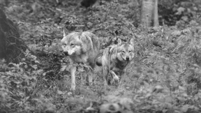 Ein Leben für die Natur