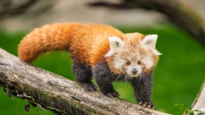 Rotes Panda-Baby Tian klettert im Freien