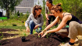 Kohlrabi Enrico trifft Aubergine Zora