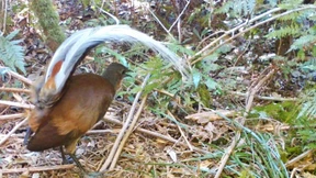 Der Hip-Hop-Künstler unter den Vögeln