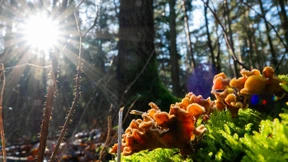 Die Deutschen werden wieder zum „Waldvolk“