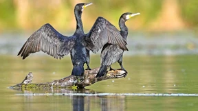 Streit um fliegende Fischjäger