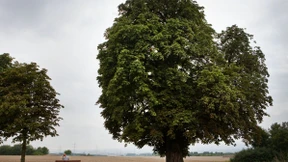 Stämmige Wegmarken der Stadtgeschichte