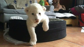 Zwei weiße Löwen-Babys