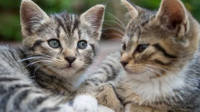 Die Klugheit der Katzen