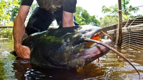 Angler finden Hand in einem Wels