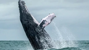 Nach den Harpunen der Lärm