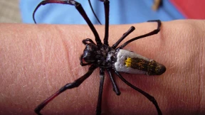 Im Zeichen der Weber 