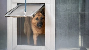 Tierheim in Berlin erlebt Ausnahmezustand
