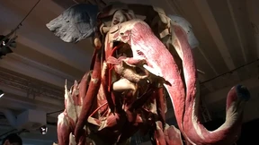 Wie sieht ein Elefant von innen aus?