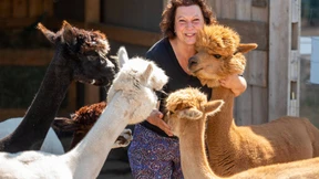 Warum Alpakas beim Stressabbau helfen