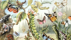 Wie sapiens ist der Homo?