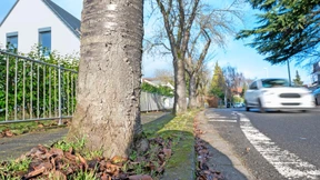 Abschied von den Zierkirschen