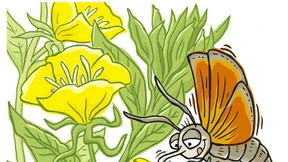 Die reaktionäre Nachtkerze