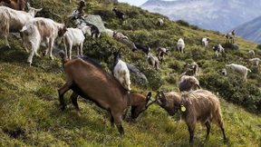 Wie Ziegen Waldbrände verhindern sollen