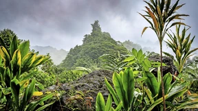 In das grüne Herz der Südsee