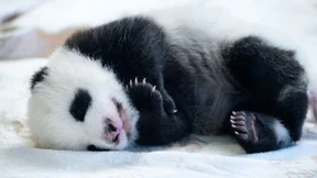 „Pandas sind definitiv keine Gelddruckmaschine für den Zoo“