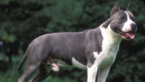 Freilaufender Hund verletzt Baby schwer