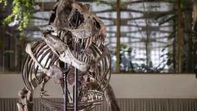 T-Rex findet für 4,8 Millionen Franken neuen Besitzer