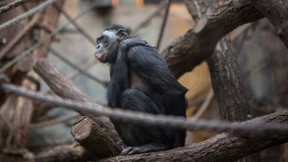 Die Frankfurter Ur-Oma aus dem Regenwald