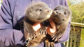 „Sie haben regen Appetit, wachsen und nehmen an Gewicht zu“