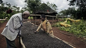 Der Kaffee, der den Regenwald rettet