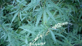 China verhaftet Ausländer wegen Drogenkonsums