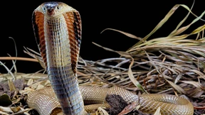 Eine Monokelkobra schleicht sich