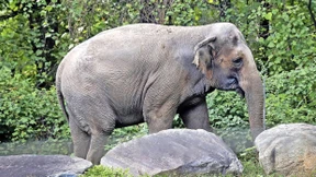 Ein Elefant ist keine Person