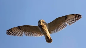 Belt-Brothers gegen Reihergänse