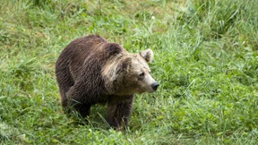 Mit Sturmhaube im Tal der Bären