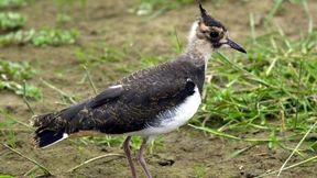 Fast drei Milliarden Vögel weniger