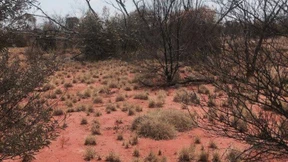Mann überlebt sechs Tage im Busch 