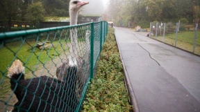 Neuer Rundweg um den Opel-Zoo