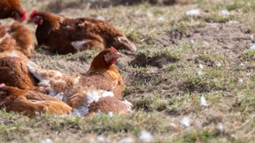 Wo Ziegen für mehr Eier sorgen