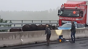 Vollsperrung der A3 wegen Wasserbüffel