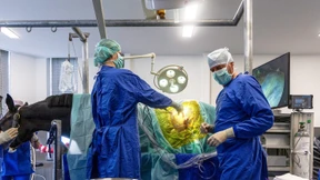 Warum es in Deutschland an Tierärzten mangelt