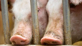 Weniger Schweine in Deutschland