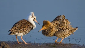 Ein Vogelrastplatz namens Par-Allna
